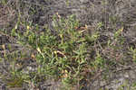 Seabeach evening primrose